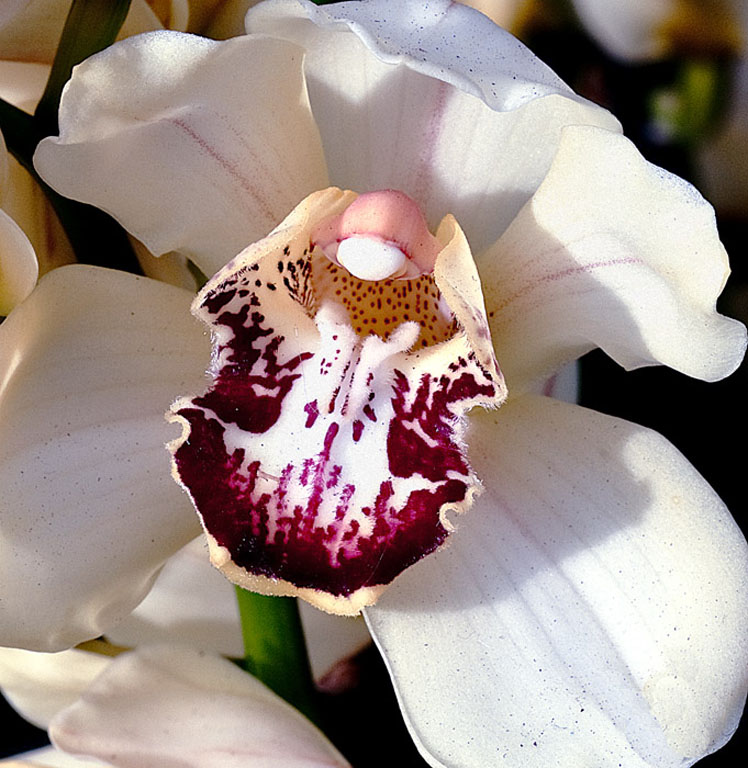 LEOPARD ORCHID